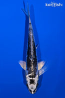 4.75" KIKOKURYU