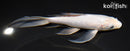6.75" SORAGOI BUTTERFLY