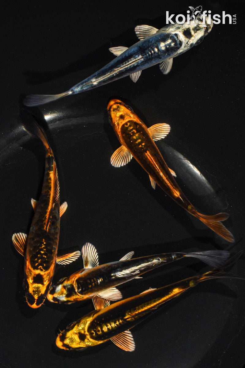 Pack of (5) 3.5-4.5" Standard Ghost Koi