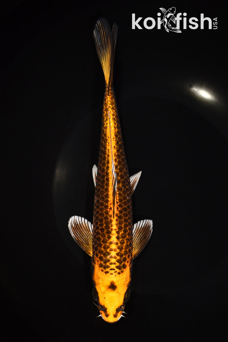 8.5" ORENJI MATSUBA