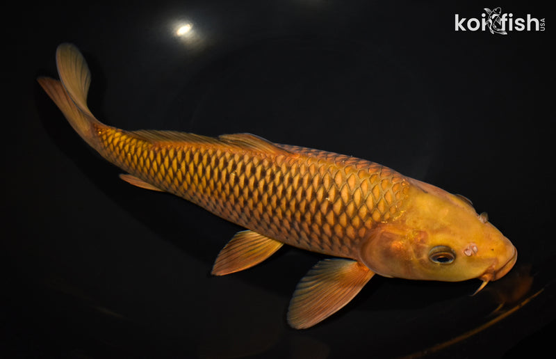 11.75" CHAGOI