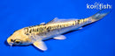 4.5" KIN KIKOKURYU