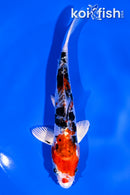 5.5" HEISEI NISHIKI