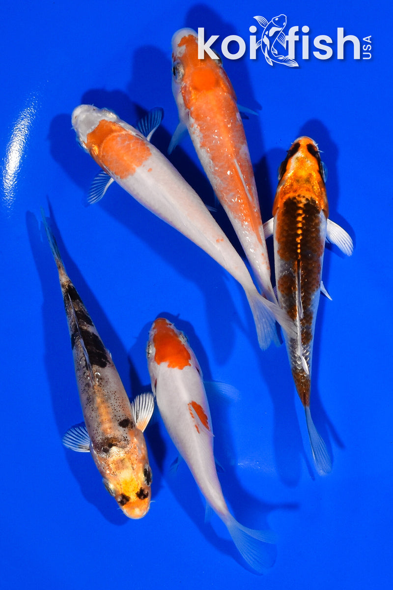 PACK OF (5) 3.5"- 4" STANDARD KOI