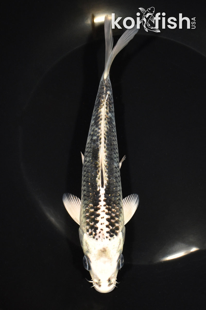 6.75" GIN MATSUBA
