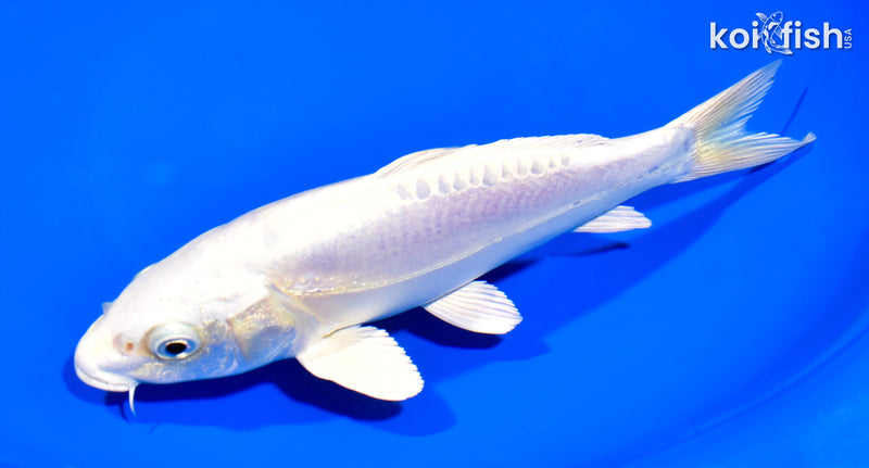 8.25" DOITSU PLATINUM OGON