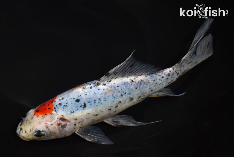 7.75" SHUBUNKIN GOLDFISH