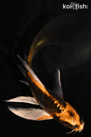 5.25" ARAGOKE BENI KIKOKURYU BUTTERFLY