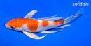 8" HARIWAKE BUTTERFLY