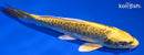6.5" KIN KIKOKURYU
