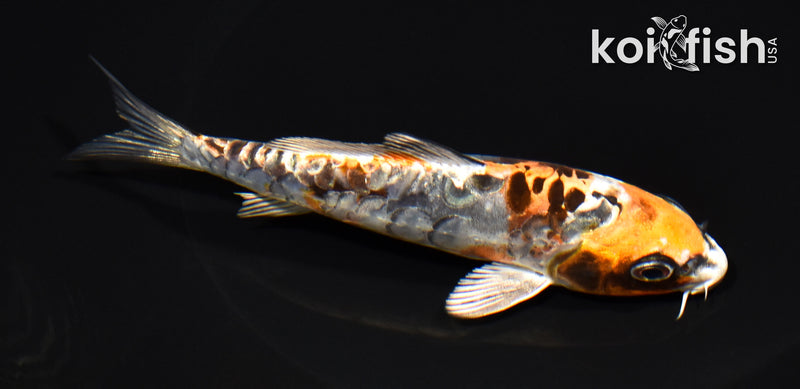 5.5" ARAGOKE BENI KIKOKURYU