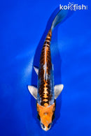 5.5" ARAGOKE BENI KIKOKURYU