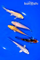 PACK OF (5) 4" STANDARD KOI