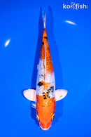 8" GINRIN YAMATO NISHIKI