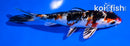 5.5" YAMATO NISHIKI