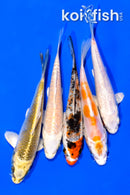 PACK OF (5) 4.25-4.5" MIXED STANDARD KOI