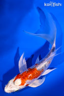 5.75" GINRIN YAMATO NISHIKI BUTTERFLY