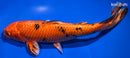 8.75" KIN ORENJI BEKKO