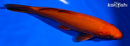 6.75" CHAGOI