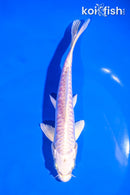 6" ARAGOKE PLATINUM OGON