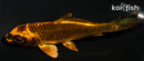 3.75" KIN ORENJI MATSUBA