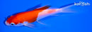 5" KOHAKU BUTTERFLY