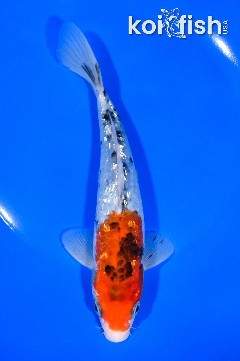 7" GINRIN SANKE