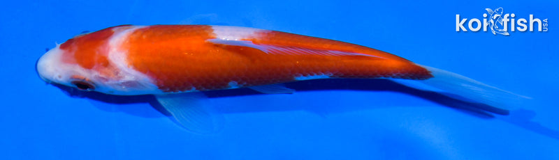 5" KOHAKU