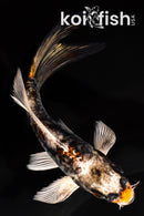 5.25" ARAGOKE BENI KIKOKURYU BUTTERFLY