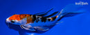 5.5" YAMATO NISHIKI BUTTERFLY