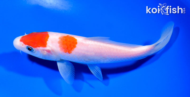 6.5" MARUTEN KOHAKU
