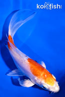 5" KIKUSUI BUTTERFLY