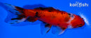 4.5" CALICO WAKIN GOLDFISH