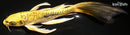 8.75" KIN KIKOKURYU BUTTERFLY