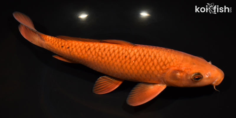 11.25" CHAGOI