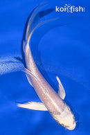 4.75" PLATINUM OGON BUTTERFLY