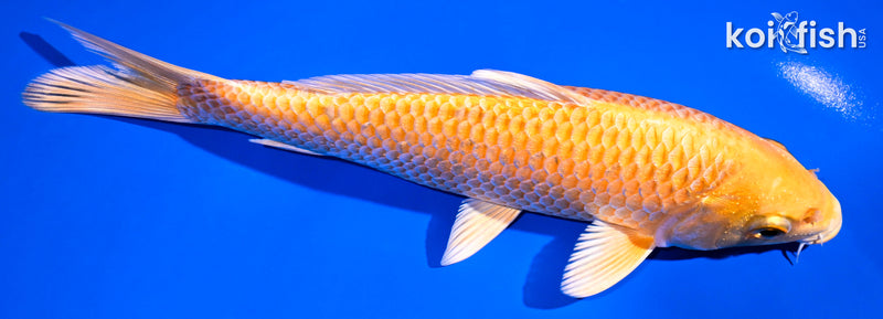 7" ORENJI OGON