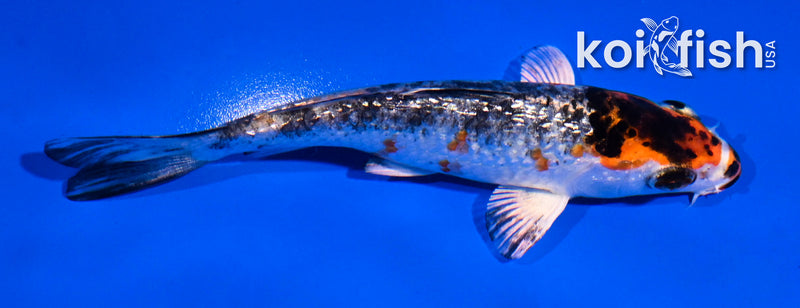 4.5" GINRIN YAMATO NISHIKI