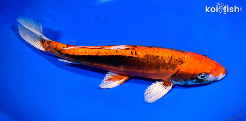 11.5" BENI KIKOKURYU