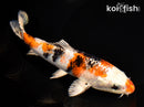 7" YAMATO NISHIKI