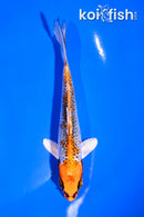 4.5" KUJAKU