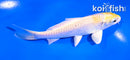 4.5" LEMON HARIWAKE