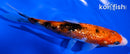 5.75" GINRIN AKA SANKE