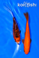 PAIR OF (2) 4.5-4.75" COMET GOLDFISH