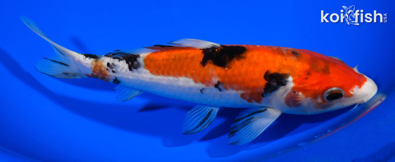 7.5" SANKE