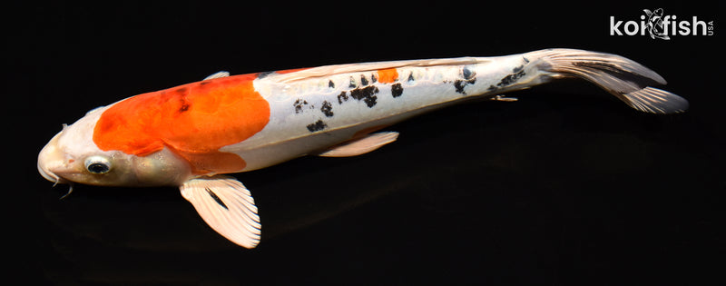 13" HEISEI NISHIKI