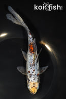 8" SHUBUNKIN GOLDFISH