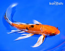 9.5" DOITSU ORENJI BEKKO BUTTERFLY