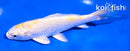 5.5" LEMON HARIWAKE