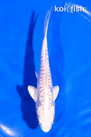 5" DOITSU PLATINUM OGON